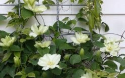 Guernsey Cream Clematis - 1 Gallon Pot 15 Guernsey Cream Clematis - 1 Gallon Pot -Wilson Bros Gardens clematis guernsey cream 4