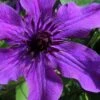 Guiding Promise Clematis - 1 Gallon Pot 1 Guiding Promise Clematis - 1 Gallon Pot -Wilson Bros Gardens clematis guiding promise 4