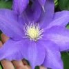 H. F. Young Clematis - 3 Gallon Pot -Wilson Bros Gardens clematis h f young 17 1