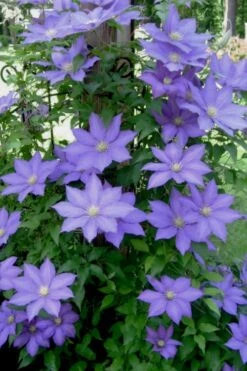 H. F. Young Clematis - 3 Gallon Pot 13 H. F. Young Clematis - 3 Gallon Pot -Wilson Bros Gardens clematis h f young 9 1