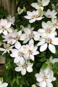 Henryi Clematis - 1 Gallon Pot 16 Henryi Clematis - 1 Gallon Pot -Wilson Bros Gardens clematis henryi 2