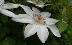 Henryi Clematis - 1 Gallon Pot 17 Henryi Clematis - 1 Gallon Pot -Wilson Bros Gardens clematis henryi 3