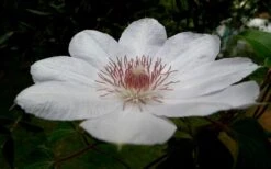 Henryi Clematis - 1 Gallon Pot 18 Henryi Clematis - 1 Gallon Pot -Wilson Bros Gardens clematis henryi 4