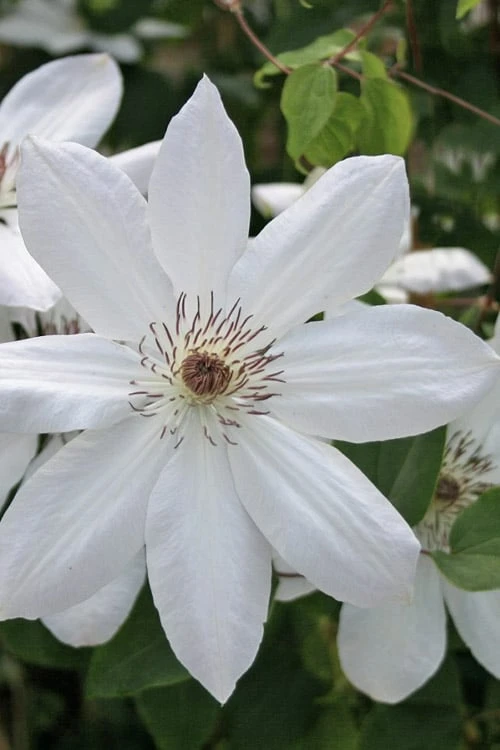 Henryi Clematis - 1 Gallon Pot 3 Henryi Clematis - 1 Gallon Pot