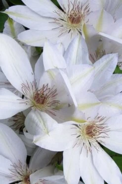 Henryi Clematis - 1 Gallon Pot 14 Henryi Clematis - 1 Gallon Pot -Wilson Bros Gardens clematis henryi 7