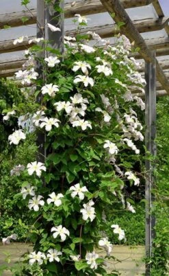 Huldine Clematis - 1 Gallon Pot -Wilson Bros Gardens clematis huldine 7jpg