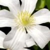 Huldine Clematis - 1 Gallon Pot 1 Huldine Clematis - 1 Gallon Pot -Wilson Bros Gardens clematis huldine 8