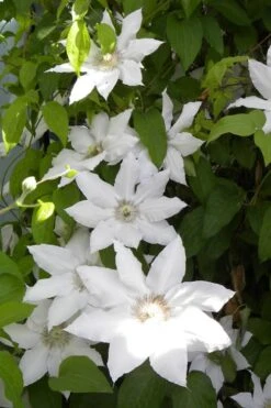 Hyde Hall Clematis - 1 Gallon Pot -Wilson Bros Gardens clematis hyde hall 6
