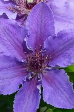 Ines Clematis - 1 Gallon Pot -Wilson Bros Gardens clematis ines 1