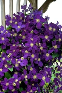 Jakmanii Purple Clematis - 1 Gallon Pot 10 Jakmanii Purple Clematis - 1 Gallon Pot -Wilson Bros Gardens clematis jackmanii 5