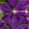 Jakmanii Purple Clematis - 1 Gallon Pot -Wilson Bros Gardens clematis jackmanii 7