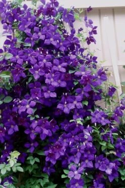 Jakmanii Purple Clematis - 1 Gallon Pot 11 Jakmanii Purple Clematis - 1 Gallon Pot -Wilson Bros Gardens clematis jackmanii 9