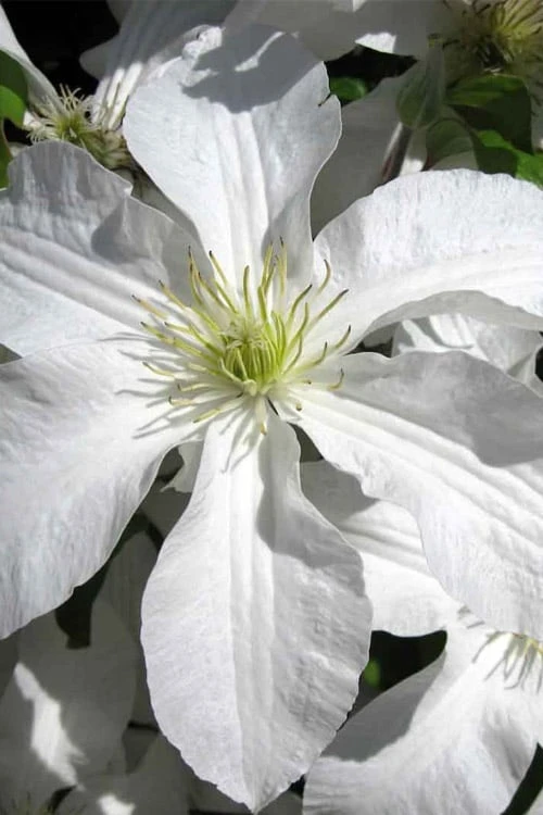John Huxtable Clematis - 1 Gallon Pot 3 John Huxtable Clematis - 1 Gallon Pot