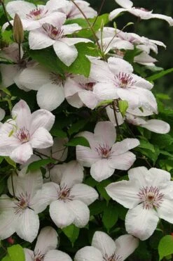 John Paul II Clematis - 1 Gallon Pot -Wilson Bros Gardens clematis john paul II 11