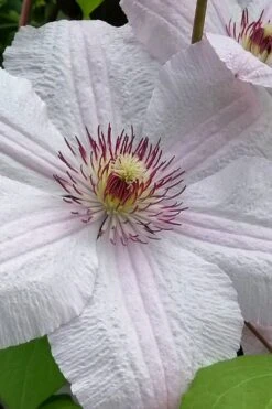 John Paul II Clematis - 1 Gallon Pot -Wilson Bros Gardens clematis john paul II 12