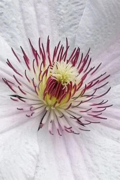 John Paul II Clematis - 1 Gallon Pot -Wilson Bros Gardens clematis john paul II 5