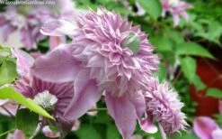 Josephine Clematis - 1 Gallon Pot -Wilson Bros Gardens clematis josephine 15
