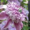 Josephine Clematis - 1 Gallon Pot -Wilson Bros Gardens clematis josephine 16