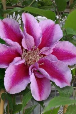 Killian Donahue Clematis - 1 Gallon Pot -Wilson Bros Gardens clematis killian donahue 1