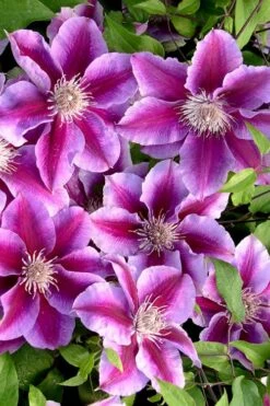 Killian Donahue Clematis - 1 Gallon Pot -Wilson Bros Gardens clematis killian donahue 2