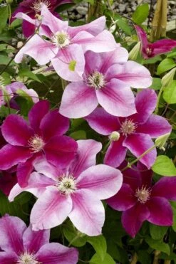 Killian Donahue Clematis - 1 Gallon Pot -Wilson Bros Gardens clematis killian donahue 4
