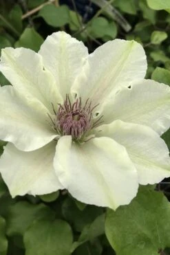 Kitty Clematis - 1 Gallon Pot -Wilson Bros Gardens clematis kitty 4