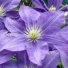 Lady Northcliffe Clematis - 1 Gallon Pot -Wilson Bros Gardens clematis lady northcliffe 1