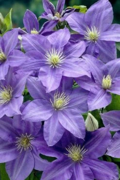 Lady Northcliffe Clematis - 1 Gallon Pot 9 Lady Northcliffe Clematis - 1 Gallon Pot -Wilson Bros Gardens clematis lady northcliffe 2