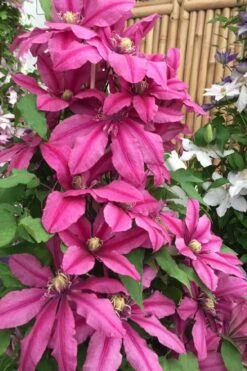 Liberation Clematis - 1 Gallon Pot 9 Liberation Clematis - 1 Gallon Pot -Wilson Bros Gardens clematis liberation 4