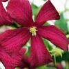 Madame Julia Correvon Clematis - 1 Gallon Pot -Wilson Bros Gardens clematis madame julia correvon 14