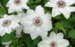 Miss Bateman Clematis - 1 Gallon Pot -Wilson Bros Gardens clematis miss bateman 2 800x500 1