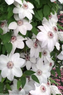 Miss Bateman Clematis - 1 Gallon Pot -Wilson Bros Gardens clematis miss bateman 20