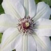 Miss Bateman Clematis - 1 Gallon Pot -Wilson Bros Gardens clematis miss20bateman 2 500x750 1