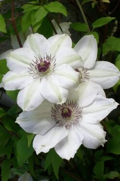 Miss Bateman Clematis - 1 Gallon Pot -Wilson Bros Gardens clematis miss20bateman 3 500x750 1
