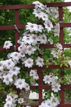Miss Bateman Clematis - 1 Gallon Pot -Wilson Bros Gardens clematis miss20bateman 4 500x750 1