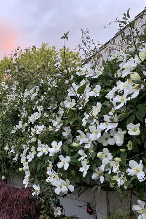 Grandiflora Montana Clematis - 1 Gallon Pot 9 Grandiflora Montana Clematis - 1 Gallon Pot - Image 7