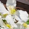 Grandiflora Montana Clematis - 1 Gallon Pot -Wilson Bros Gardens clematis montana grandiflora 13