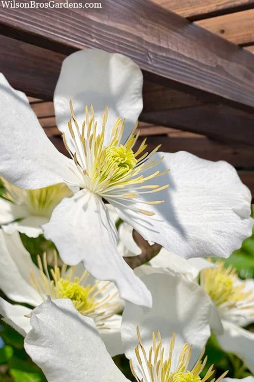 Grandiflora Montana Clematis - 1 Gallon Pot 3 Grandiflora Montana Clematis - 1 Gallon Pot