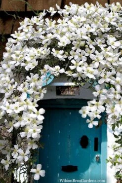 Grandiflora Montana Clematis - 1 Gallon Pot 13 Grandiflora Montana Clematis - 1 Gallon Pot -Wilson Bros Gardens clematis montana grandiflora20copy