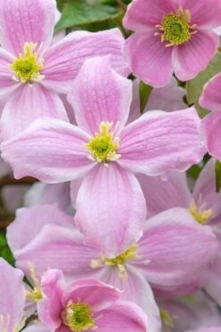 Mayleen Montana Clematis - 1 Gallon Pot -Wilson Bros Gardens clematis montana mayleen 1