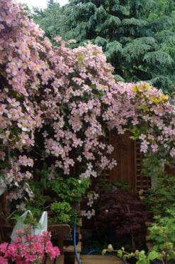 Mayleen Montana Clematis - 1 Gallon Pot -Wilson Bros Gardens clematis montana mayleen 12