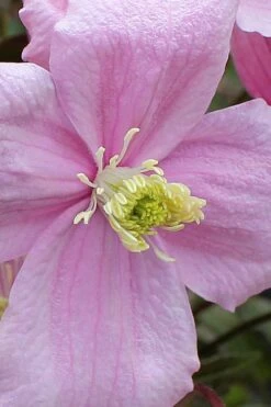 Mayleen Montana Clematis - 1 Gallon Pot -Wilson Bros Gardens clematis montana mayleen 4