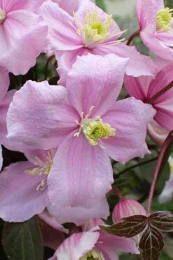 Mayleen Montana Clematis - 1 Gallon Pot -Wilson Bros Gardens clematis montana mayleen 5