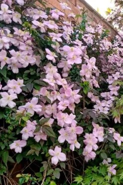 Mayleen Montana Clematis - 1 Gallon Pot -Wilson Bros Gardens clematis montana mayleen 6