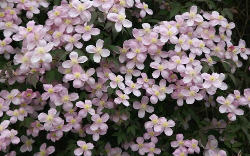 Montana Rubens Clematis - 1 Gallon Pot 7 Montana Rubens Clematis - 1 Gallon Pot - Image 5