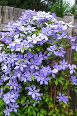 Mrs. Cholmondeley Clematis - 1 Gallon Pot -Wilson Bros Gardens clematis mrs cholmondeley 2