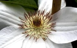 Mrs. George Jackman Clematis - 1 Gallon Pot 14 Mrs. George Jackman Clematis - 1 Gallon Pot -Wilson Bros Gardens clematis mrs george jackman 8