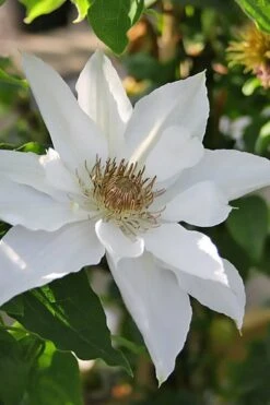 Mrs. George Jackman Clematis - 1 Gallon Pot 13 Mrs. George Jackman Clematis - 1 Gallon Pot -Wilson Bros Gardens clematis mrs george jackman 9