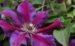 Mrs. Norman Thompson Clematis - 1 Gallon Pot -Wilson Bros Gardens clematis mrs n thompson 1