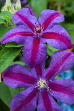 Mrs. Norman Thompson Clematis - 1 Gallon Pot -Wilson Bros Gardens clematis mrs n thompson 7